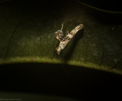 Cyphosticha panconita