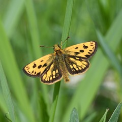 Carterocephalus silvicola