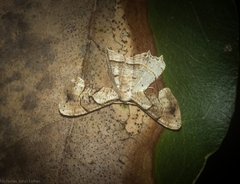 Epiplema quadristrigata