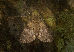 Polyclysta hypogrammata