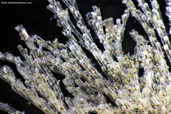 Bugulina stolonifera
