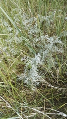 Artemisia maritima