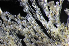 Bugulina stolonifera