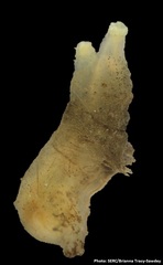 Ciona robusta