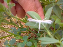 Pterophorus pentadactyla