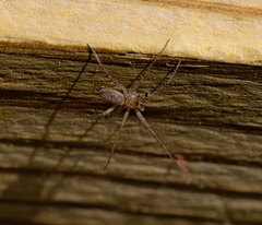 Philodromus rufus