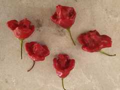 Capsicum baccatum pendulum