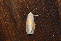 Pygarctia abdominalis