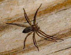 Philodromus rufus