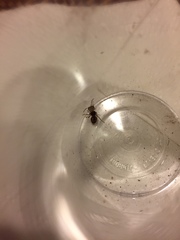 Pseudomethoca contumax