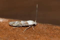 Mompha murtfeldtella