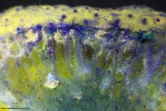 Distaplia
