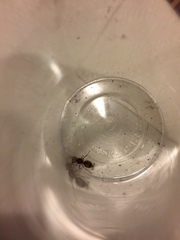 Pseudomethoca contumax