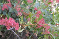 Rumex usambarensis