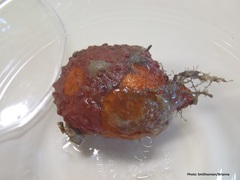 Microcosmus squamiger