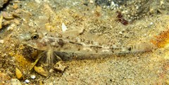 Nesogobius