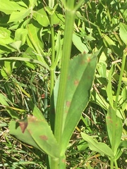 Physostegia digitalis