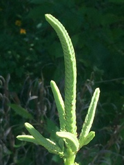 Physostegia digitalis
