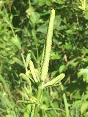 Physostegia digitalis