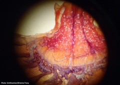 Microcosmus squamiger