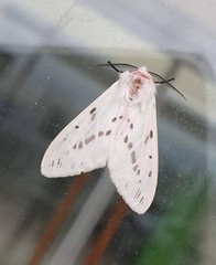 Spilarctia subcarnea