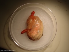 Microcosmus squamiger