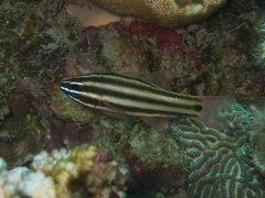 Ostorhinchus angustatus