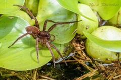 Dolomedes triton