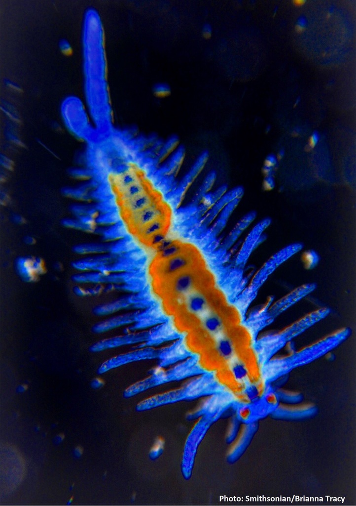 Syllid polychaete