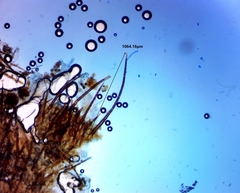 Scutellinia olivascens