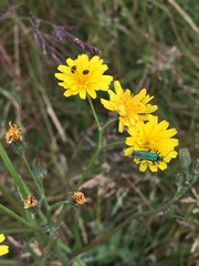 Oedemera nobilis