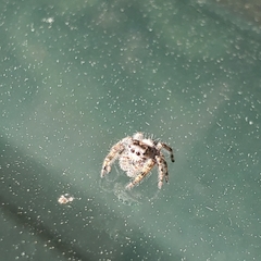 Phidippus putnami