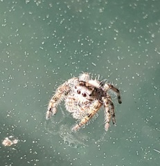 Phidippus putnami