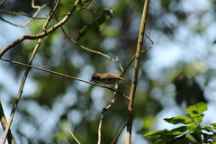 Vireo leucophrys