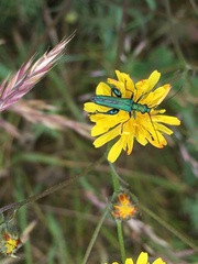 Oedemera nobilis