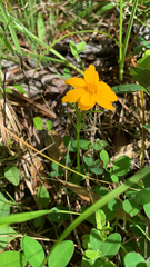 Cosmos sulphureus