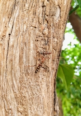 Clytocera chionospila