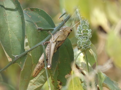 Acanthacris