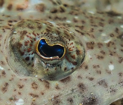 King Flathead photo 5