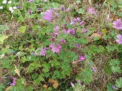 Malva sylvestris