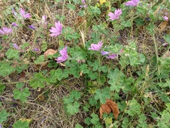 Malva sylvestris