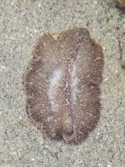 Phrikoceros