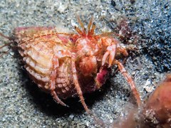 Lophopagurus nanus