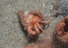 Lophopagurus nanus