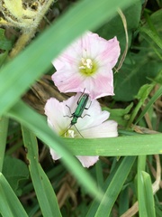 Oedemera nobilis