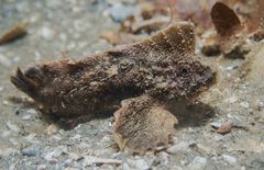 Aploactisoma milesii