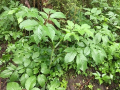 Chaerophyllum aromaticum