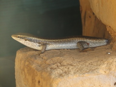 Trachylepis planifrons