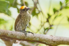 Nesoctites micromegas