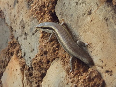 Trachylepis planifrons